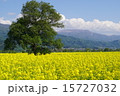 菜の花畑 15727032