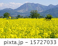 菜の花畑 15727033