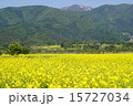 菜の花畑 15727034