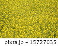 菜の花 15727035