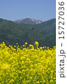 菜の花と山 15727036