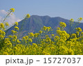 菜の花と山 15727037