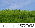 緑と空 15727038