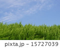 緑と空 15727039