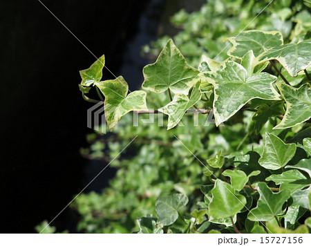 新緑のヘデラ 15727156