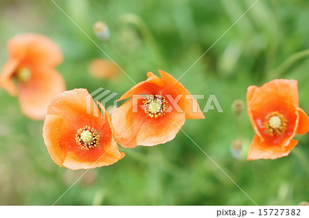 ナガミヒナゲシ 15727382