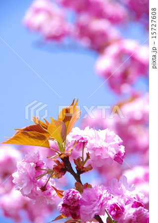 牡丹桜の写真素材