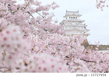 日本の世界遺産 姫路城と満開の桜の写真素材