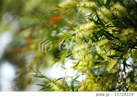 緑色のブラシノキの花 緑色のブラシノキの花 15728328
