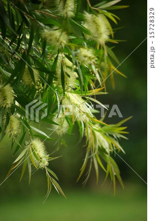 緑色のブラシノキの花 緑色のブラシノキの花 15728329