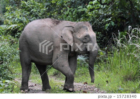 ボルネオゾウ 15728340