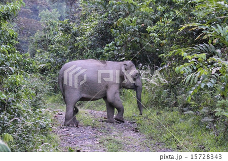 ボルネオゾウ 15728343