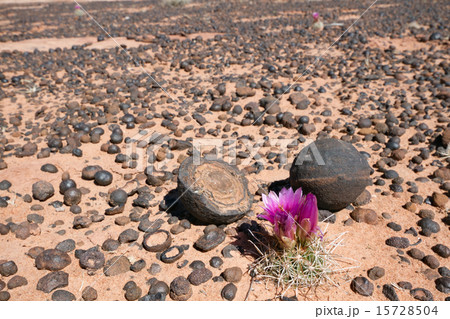 Moqui Marbles and Cactus Flower Moqui Marbles and Cactus Flower 15728504