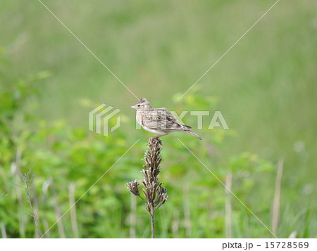 雲雀の休息 15728569