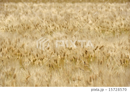 成熟した麦畑 15728570