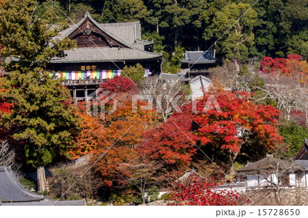 長谷寺の紅葉 15728650