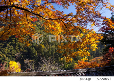 長谷寺の紅葉 15728651