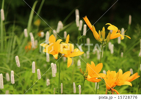 ニッコウキスゲ ニッコウキスゲ 15728776