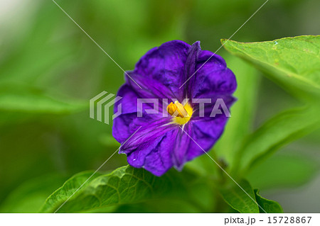 パタゴヌラ・アメリカナ、ムラサキ科、南米 15728867