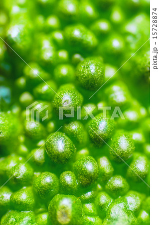 ゴーヤ（ニガウリ）の花、ウリ科、熱帯アジア 15728874