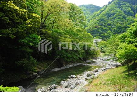 5月新緑の水辺112山北町 5月新緑の水辺112山北町 15728894