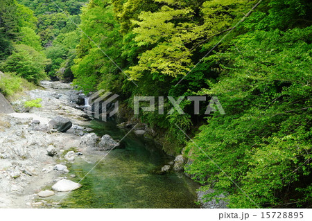 5月新緑の水辺113山北町 15728895