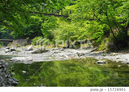 5月新緑の水辺119山北町 5月新緑の水辺119山北町 15728901