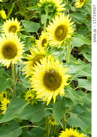 パチーノレモン、ヒマワリ、向日葵 15728987