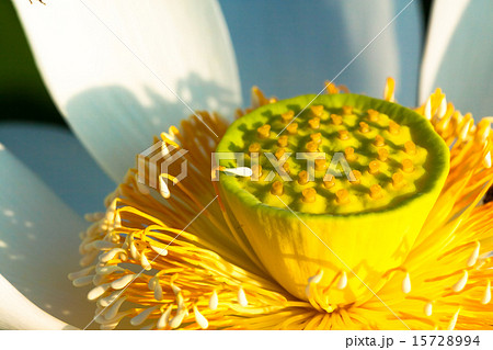 白いハスの花のクローズアップ 15728994