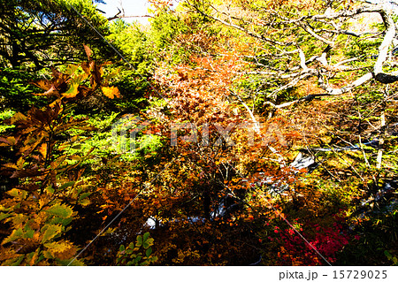 日光の紅葉 15729025