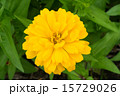 黄色の百日草 15729026