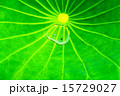 ハスの葉 15729027