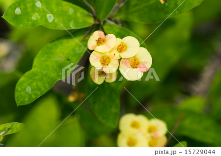 ハナキリン、トウダイグサ科、マダガスカル ハナキリン、トウダイグサ科、マダガスカル 15729044