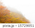 霧中の紅葉 15729051