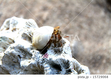 ヤドカリ 15729068
