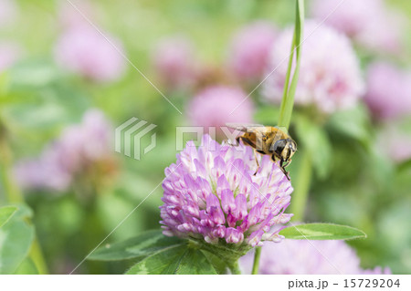 ムラサキツメクサの蜜を吸うハナアブ 15729204