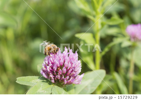 ムラサキツメクサの蜜を集める蜜蜂 ムラサキツメクサの蜜を集める蜜蜂 15729229