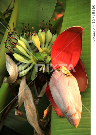 島バナナの花 15729260