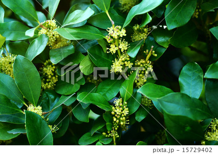 モチノキの花の写真素材