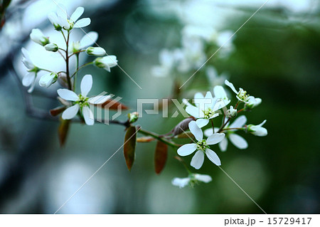 ザイフリボクの花 15729417