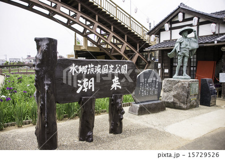 茨城県潮来のあやめ祭り 茨城県潮来のあやめ祭り 15729526