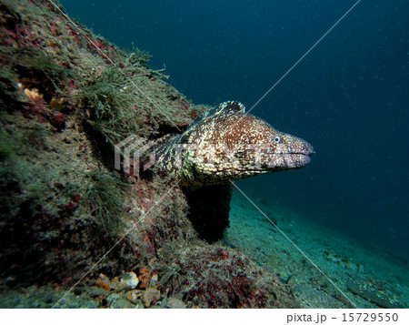 穴からウツボ 穴からウツボ 15729550