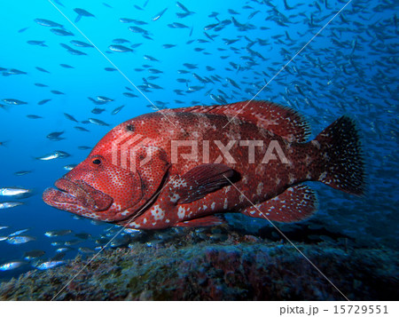 堂々としたアザハタ 堂々としたアザハタ 15729551