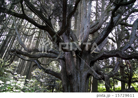 高森どんの杉 高森どんの杉 15729611