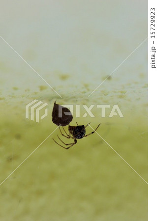 卵嚢を守るオオヒメグモのメス０３ 15729923