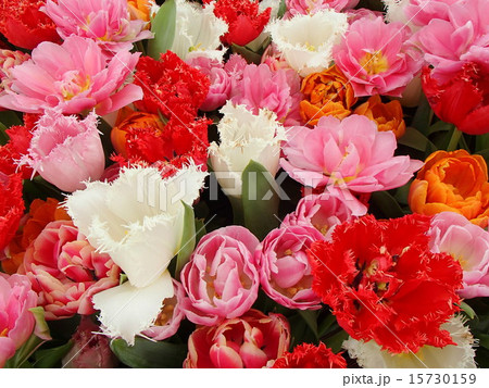 グラン・ビガール城のチューリップ グラン・ビガール城のチューリップ 15730159