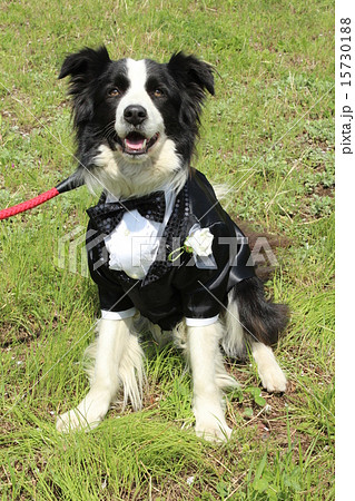タキシードを着た犬の写真素材