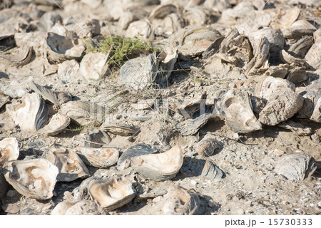 billion year old shells on the beach billion year old shells on the beach 15730333