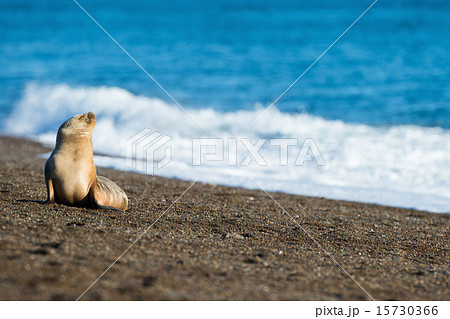 puppy sea lion on the beach in Patagonia puppy sea lion on the beach in Patagonia 15730366