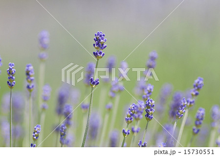 ラベンダー 15730551